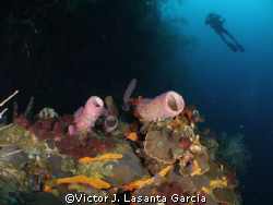 nice view at v.j.levels dive site of parguera wall,one of... by Victor J. Lasanta Garcia 